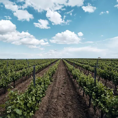 Domeniile Panciu Winery & 3* Sarbi (Vrancea)