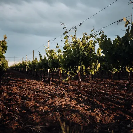 Domeniile Panciu Winery & Sarbi (Vrancea)